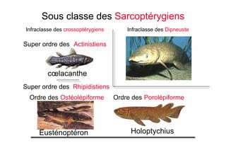 Infraclasse des crossoptérygiens
Super ordre des Actinistiens
Sous classe des Sarcoptérygiens
Infraclasse des Dipneuste
cœlacanthe
Super ordre des Rhipidistiens
Ordre des Ostéolépiforme Ordre des Porolépiforme
Eusténoptéron Holoptychius
 