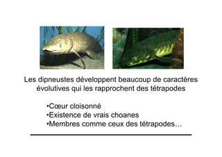 Les dipneustes développent beaucoup de caractères
évolutives qui les rapprochent des tétrapodes
•Cœur cloisonné
•Existence de vrais choanes
•Membres comme ceux des tétrapodes…
 