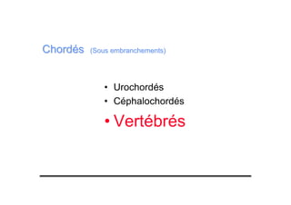 ChordésChordés (Sous embranchements)(Sous embranchements)
• Urochordés
• Céphalochordés
• Vertébrés
 