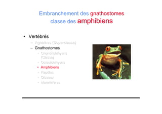 • Vertébrés
––– Agnathes (Superclasse)Agnathes (Superclasse)Agnathes (Superclasse)
– Gnathostomes
••• ChondrichthyensChondrichthyensChondrichthyens
(Classe)(Classe)(Classe)
••• OsteoichthyensOsteoichthyensOsteoichthyens
• Amphibiens
••• ReptilesReptilesReptiles
••• OiseauxOiseauxOiseaux
••• MammifèresMammifèresMammifères
Embranchement desEmbranchement des gnathostomesgnathostomes
classe desclasse des amphibiensamphibiens
 