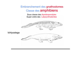 Ichtyostega
Sous classe des Apsidospondyles
Super ordre des Labyrynthodontes
Embranchement desEmbranchement des gnathostomesgnathostomes
Classe desClasse des amphibiensamphibiens
 