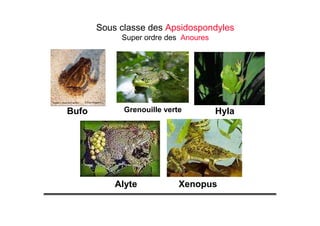 XenopusAlyte
Bufo HylaGrenouille verte
Sous classe des Apsidospondyles
Super ordre des Anoures
 