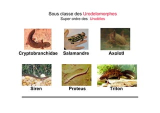 Sous classe des Urodelomorphes
Super ordre des Urodèles
Cryptobranchidae Salamandre Axolotl
Siren Proteus Triton
 