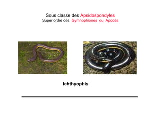 Sous classe des Apsidospondyles
Super ordre des Gymnophiones ou Apodes
Ichthyophis
 