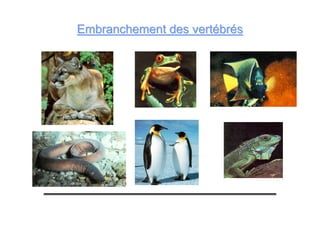 Embranchement des vertébrésEmbranchement des vertébrés
 