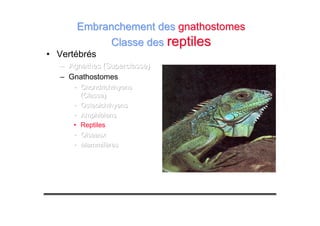 • Vertébrés
––– Agnathes (Superclasse)Agnathes (Superclasse)Agnathes (Superclasse)
– Gnathostomes
••• ChondrichthyensChondrichthyensChondrichthyens
(Classe)(Classe)(Classe)
••• OsteoichthyensOsteoichthyensOsteoichthyens
••• AmphibiensAmphibiensAmphibiens
• Reptiles
••• OiseauxOiseauxOiseaux
••• MammifèresMammifèresMammifères
Embranchement desEmbranchement des gnathostomesgnathostomes
Classe desClasse des reptilesreptiles
 