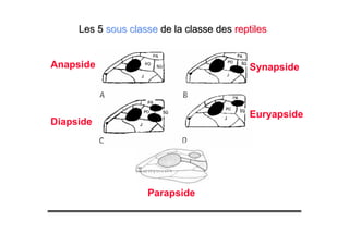 Parapside
SynapsideAnapside
Euryapside
Diapside
Les 5Les 5 sous classesous classe de la classe desde la classe des reptilesreptiles
 