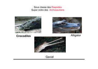 Crocodiles Alligator
Gavial
Sous classe des Diapsides
Super ordre des Archosauriens
 