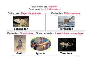 Sous classe des Diapsides
Super ordre des Lépidosauriens
Sphenodon Pteranodon
TarentolaIguaneGekko
Ordre des Rhynchocéphales
Ordre des Squamates ; Sous ordre des Laserticiens ou sauriens
Ordre des Ptérosauriens
 