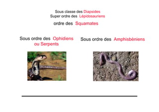 Sous ordre des Ophidiens
ou Serpents
Sous classe des Diapsides
Super ordre des Lépidosauriens
ordre des Squamates
Sous ordre des Amphisbèniens
 