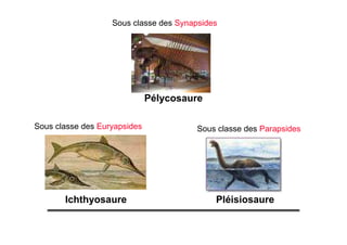 Sous classe des Synapsides
Sous classe des Euryapsides Sous classe des Parapsides
PléisiosaureIchthyosaure
Pélycosaure
 