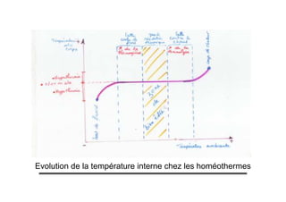 Evolution de la température interne chez les homéothermes
 