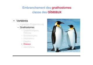 • Vertébrés
––– Agnathes (Superclasse)Agnathes (Superclasse)Agnathes (Superclasse)
– Gnathostomes
••• ChondrichthyensChondrichthyensChondrichthyens
(Classe)(Classe)(Classe)
••• OsteoichthyensOsteoichthyensOsteoichthyens
••• AmphibiensAmphibiensAmphibiens
••• ReptilesReptilesReptiles
• Oiseaux
••• MammifèresMammifèresMammifères
Embranchement desEmbranchement des gnathostomesgnathostomes
classe desclasse des oiseauxoiseaux
 