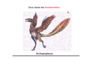 Sous classe des Archaeornithes
Archaeopteryx
 