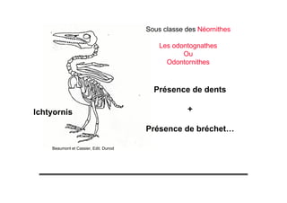 Présence de dents
+
Présence de bréchet…
Sous classe des Néornithes
Les odontognathes
Ou
Odontornithes
Ichtyornis
Beaumont et Cassier, Edit. Dunod
 