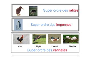 Coq Aigle Canard Flaman
Super ordre desSuper ordre des ratitesratites
Super ordre desSuper ordre des ImpennesImpennes
Super ordre desSuper ordre des carinatescarinates
 