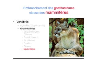 • Vertébrés
––– Agnathes (Superclasse)Agnathes (Superclasse)Agnathes (Superclasse)
– Gnathostomes
••• ChondrichthyensChondrichthyensChondrichthyens
(Classe)(Classe)(Classe)
••• OsteoichthyensOsteoichthyensOsteoichthyens
••• AmphibiensAmphibiensAmphibiens
••• ReptilesReptilesReptiles
••• OiseauxOiseauxOiseaux
• Mammifères
Embranchement desEmbranchement des gnathostomesgnathostomes
classe desclasse des mammifèresmammifères
 