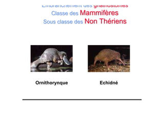 Embranchement desEmbranchement des gnathostomesgnathostomes
Classe desClasse des MammifèresMammifères
Sous classe desSous classe des Non ThériensNon Thériens
Ornithorynque Echidné
 