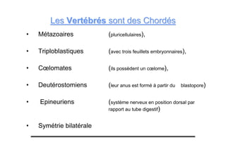 LesLes VertébrésVertébrés sont dessont des ChordésChordés
• Métazoaires (pluricellulaires),
• Triploblastiques (avec trois feuillets embryonnaires),
• Cœlomates (ils possèdent un cœlome),
• Deutérostomiens (leur anus est formé à partir du blastopore)
• Epineuriens (système nerveux en position dorsal par
rapport au tube digestif)
• Symétrie bilatérale
 