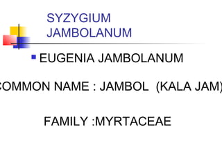 SYZYGIUM
JAMBOLANUM
 EUGENIA JAMBOLANUM
COMMON NAME : JAMBOL (KALA JAM)
FAMILY :MYRTACEAE
 