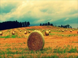Szalma   Straw