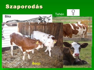 Szaporodás
               Tehén
Bika




       Borjú
 