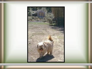 Ghost Town Szellemvárosok  03