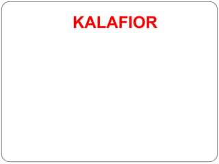 KALAFIOR
 