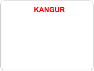 KANGUR
 