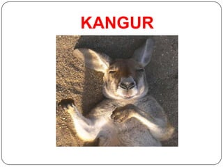 KANGUR
 