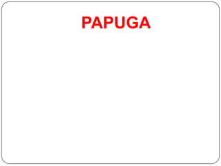 PAPUGA
 