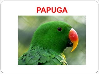 PAPUGA
 