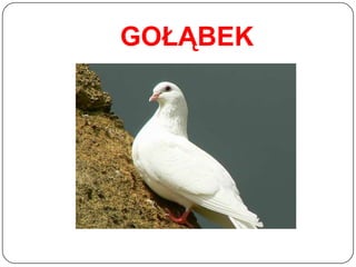 GOŁĄBEK
 