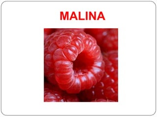 MALINA
 