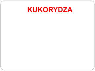 KUKORYDZA
 