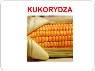 KUKORYDZA
 