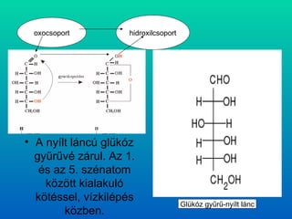 A nyílt láncú glükóz gyűrűvé zárul. Az 1. és az 5. szénatom között kialakuló kötéssel, vízkilépés közben. Glükóz gyűrű-nyílt lánc hidroxilcsoport oxocsoport 