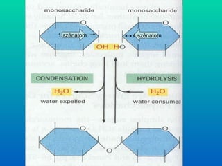 1.szénatom 4.szénatom 
