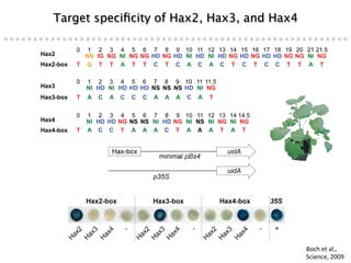 Learning from the pathogen towards tailored-sustainable resistance : the case study of Xanthomonas TAL effectors
