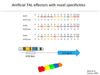 Learning from the pathogen towards tailored-sustainable resistance : the case study of Xanthomonas TAL effectors