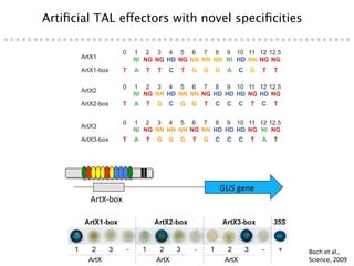 Learning from the pathogen towards tailored-sustainable resistance : the case study of Xanthomonas TAL effectors