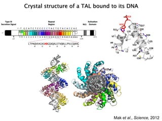 Learning from the pathogen towards tailored-sustainable resistance : the case study of Xanthomonas TAL effectors