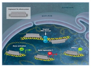 Learning from the pathogen towards tailored-sustainable resistance : the case study of Xanthomonas TAL effectors