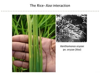 Learning from the pathogen towards tailored-sustainable resistance : the case study of Xanthomonas TAL effectors