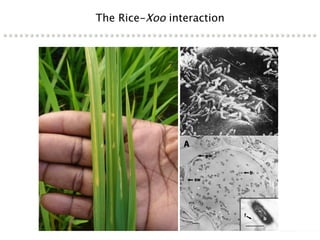 Learning from the pathogen towards tailored-sustainable resistance : the case study of Xanthomonas TAL effectors