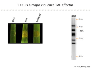 Learning from the pathogen towards tailored-sustainable resistance : the case study of Xanthomonas TAL effectors