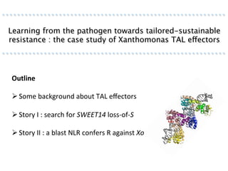 Learning from the pathogen towards tailored-sustainable resistance : the case study of Xanthomonas TAL effectors