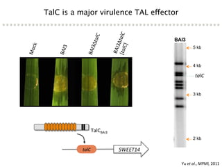 Learning from the pathogen towards tailored-sustainable resistance : the case study of Xanthomonas TAL effectors