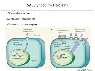 Learning from the pathogen towards tailored-sustainable resistance : the case study of Xanthomonas TAL effectors
