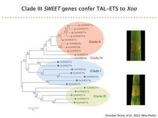 Learning from the pathogen towards tailored-sustainable resistance : the case study of Xanthomonas TAL effectors